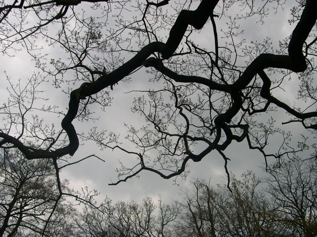 Trees in Grovelands park