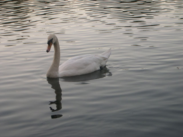 Swan in lake in Grovelands park