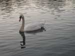 Swan in lake in Grovelans park thumbnail